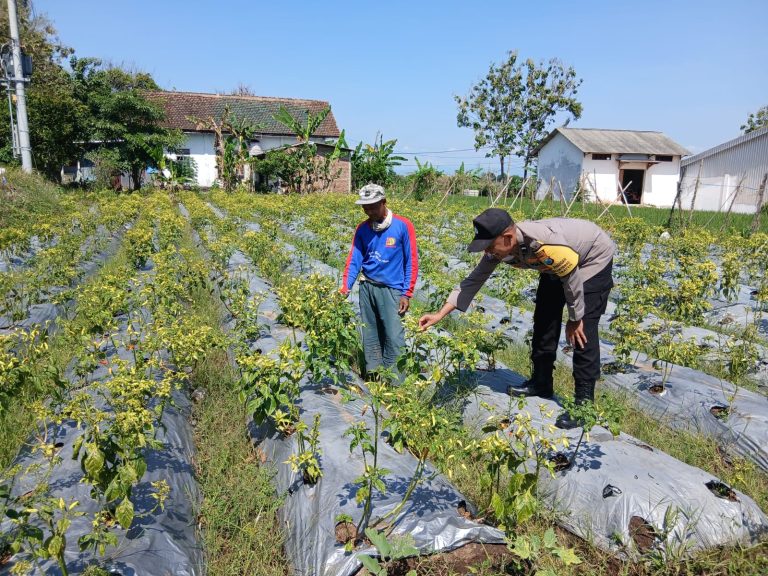 BBKTM Desa Sraten Polsek Jenangan Pantau Tanaman Cabai Siap Panen Milik Warga