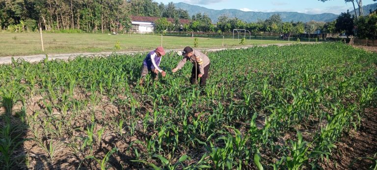 BBKTM Desa Sraten Polsek Jenangan Pantau Pertumbuhan Tanaman Jagung Milik Warga