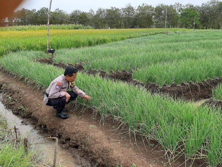 BBKTM Desa Sraten Polsek Jenangan Pantau Perkembangan Tanaman Bawang Merah Milik Warga