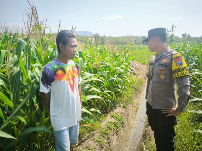 Bhabinkamtibmas Desa Kunti Aktif Dampingi Petani Jagung, Wujudkan Ketahanan Pangan yang Tangguh