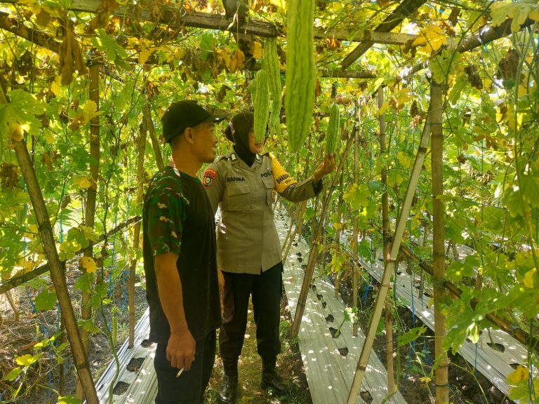 Bhabinkamtibmas Desa Nambangrejo Dampingi Petani Bawang dan Pare, Perkuat Ketahanan Pangan Desa
