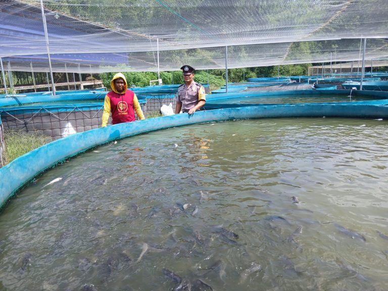Bhabinkamtibmas Desa Jenangan Dukung Budidaya Lele Warga Melalui Kegiatan Sambang