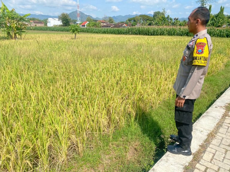 Bhabinkamtibmas Desa Nailan Pantau Padi Siap Panen di Sawah Warga