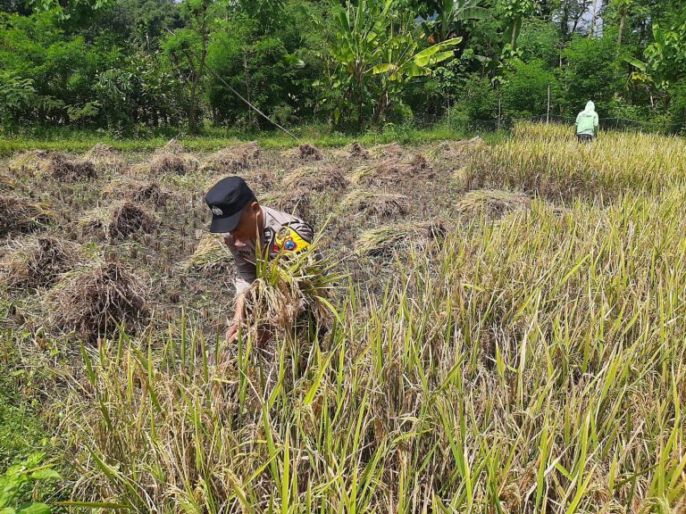 Bhabinkamtibmas Polsek Babadan Bantu Warga Panen Padi di Sawah