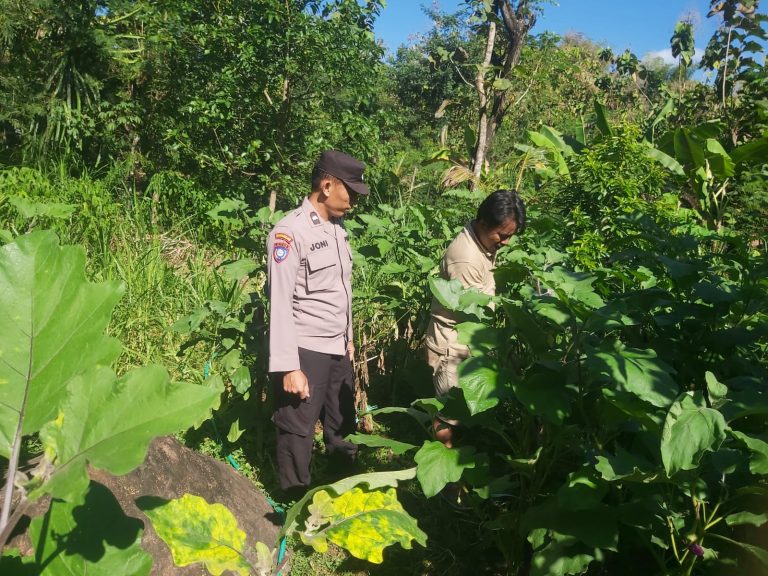Polsek Slahung Intensifkan Pendampingan Petani, Dukung Ketahanan Pangan dan Swasembada Nasional