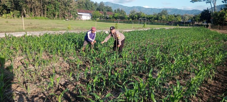 Bhabinkamtibmas Desa Broto Polsek Slahung Pantau Pemupukan Tanaman Jagung Warga