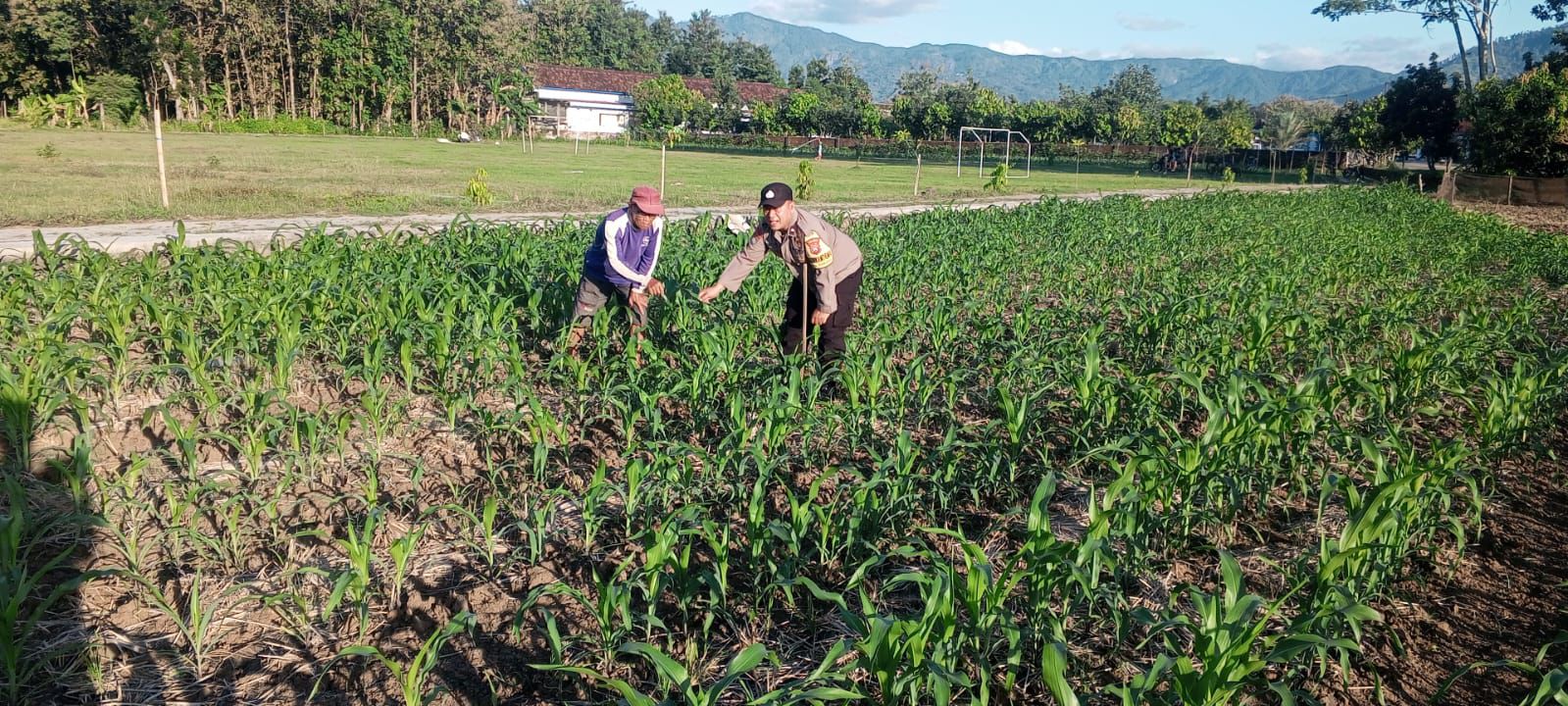 Bhabinkamtibmas Desa Broto Polsek Slahung Pantau Pemupukan Tanaman Jagung Warga