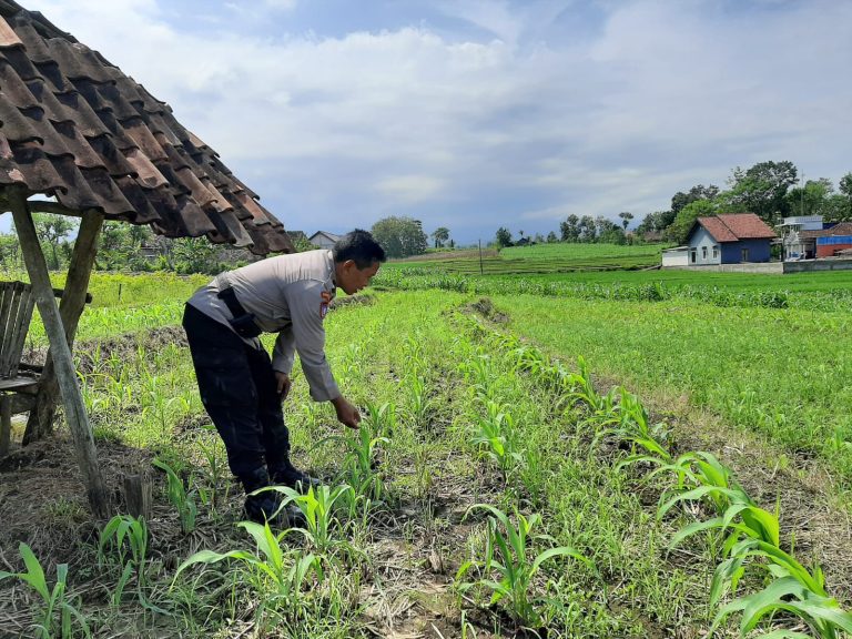 Bhabinkamtibmas Desa Broto Polsek Slahung Bantu Warga Kendalikan Hama Tanaman Jagung