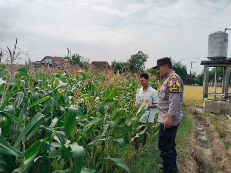 Bhabinkamtibmas Desa Carangrejo Monitoring Pertumbuhan Jagung Warga, Wujud Dukungan Polri terhadap Ketahanan Pangan