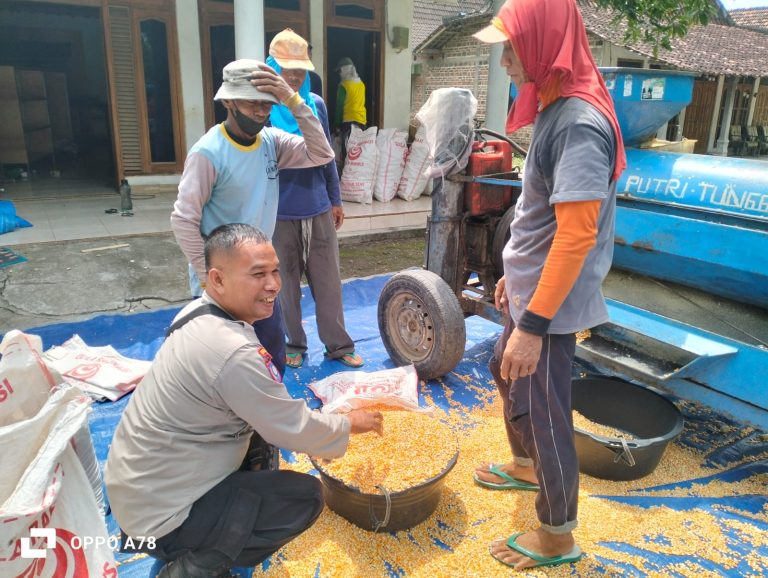 Monitoring Lahan Jagung Warga, Polsek Sukorejo Perkuat Sinergi dengan Petani Dukung Ketahanan Pangan