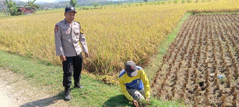 Bhabinkamtibmas Desa Kambeng Monitoring Tanaman Padi Warga, Wujud Kepedulian Polri terhadap Ketahanan Pangan