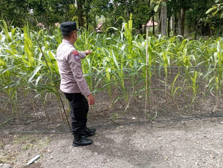 Bhabinkamtibmas Desa Ngampel Pantau Pertumbuhan Tanaman Jagung Milik Warga