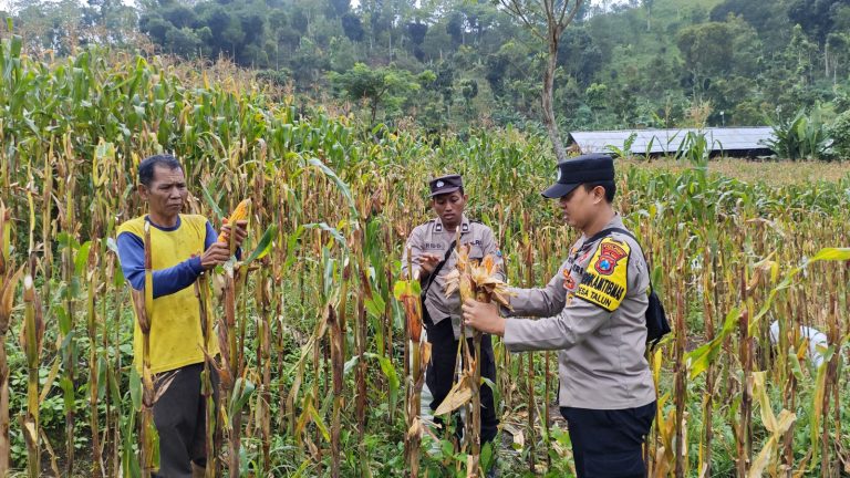 Bhabinkamtibmas Desa Talun Lakukan Pengecekan Kualitas Jagung Milik Warga