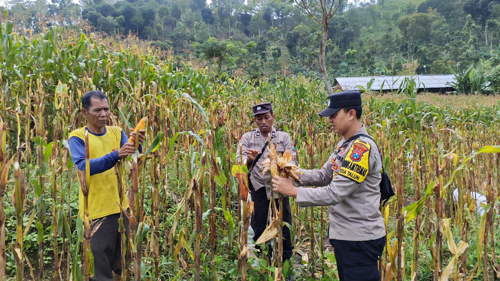 Bhabinkamtibmas Desa Talun Lakukan Pengecekan Kualitas Jagung Milik Warga