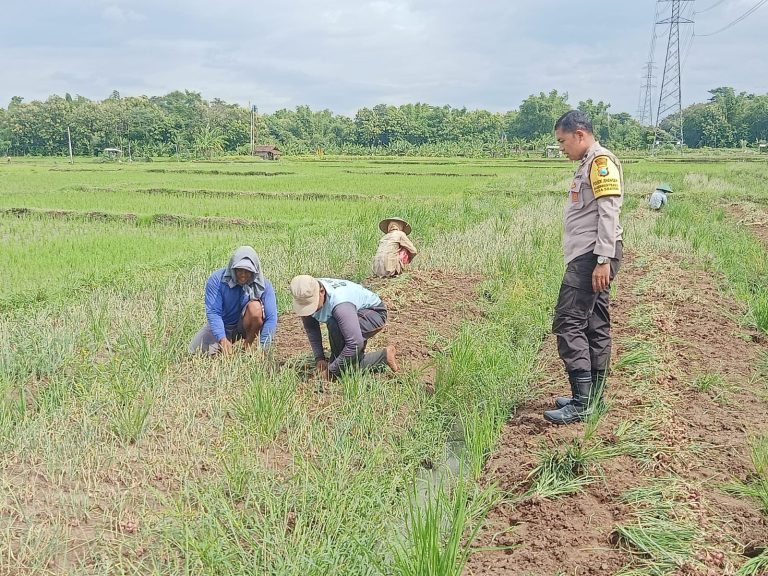 Bhabinkamtibmas Desa Sraten Sambangi Warga Saat Panen Bawang Merah