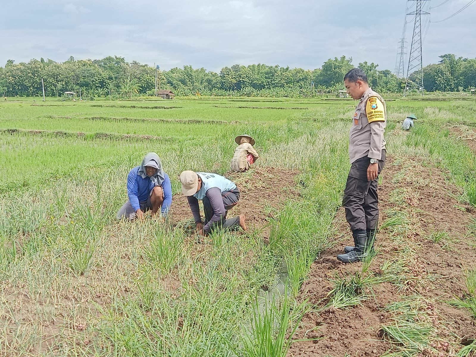 Bhabinkamtibmas Desa Sraten Sambangi Warga Saat Panen Bawang Merah