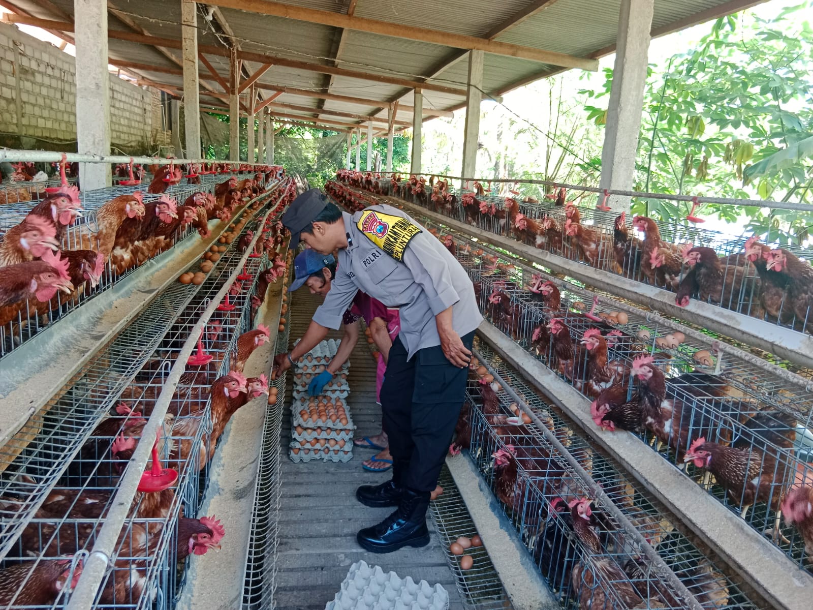 Bhabinkamtibmas Desa Plunturan Bantu Panen Telur Dukung Ketahanan Pangan