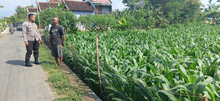 Bhabinkamtibmas Desa Gundik Monitoring Lahan Jagung Warga sebagai Upaya Mendukung Ketahanan Pangan