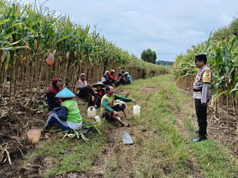 Bhabinkamtibmas Desa Jenangan Monitoring Tanaman Jagung Warga sebagai Upaya Mendukung Ketahanan Pangan