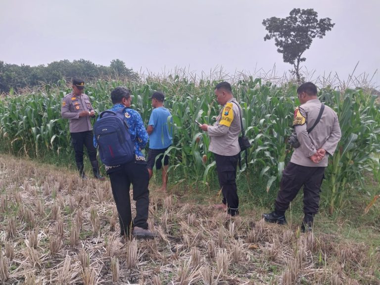 Bhabinkamtibmas Desa Bangunrejo Monitoring Tanaman Jagung Warga untuk Mendukung Ketahanan Pangan