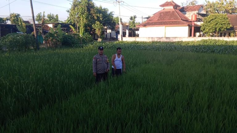 Bhabinkamtibmas Desa Gombang Monitoring Tanaman Padi Dukung Ketahanan Pangan