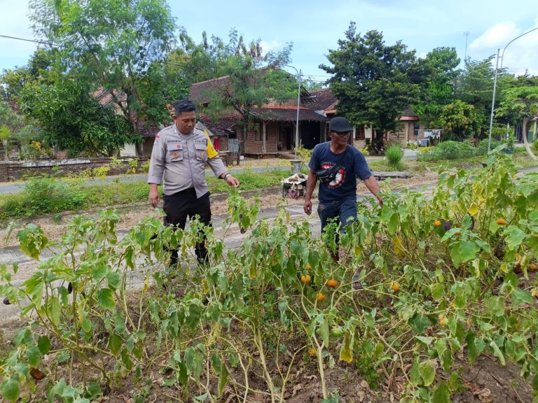 Bhabinkamtibmas Hadir di Tengah Petani, Bantu Panen Terong dan Beri Motivasi Tingkatkan Produksi Pertanian