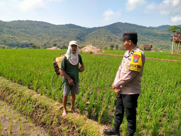 Bhabinkamtibmas Desa Nglurup Monitoring Perawatan Tanaman Padi, Wujud Dukungan Ketahanan Pangan