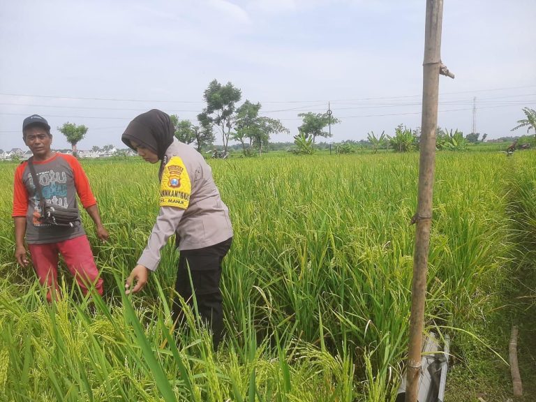 Bhabinkamtibmas Desa Manuk Monitoring Kondisi Padi Warga, Dukung Terwujudnya Ketahanan Pangan