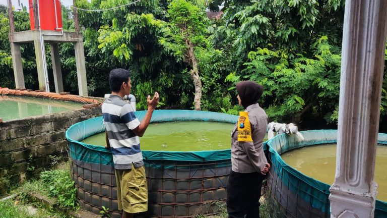 Bhabinkamtibmas Desa Singgahan Monitoring Budidaya Lele Warga sebagai Upaya Mendukung Ketahanan Pangan