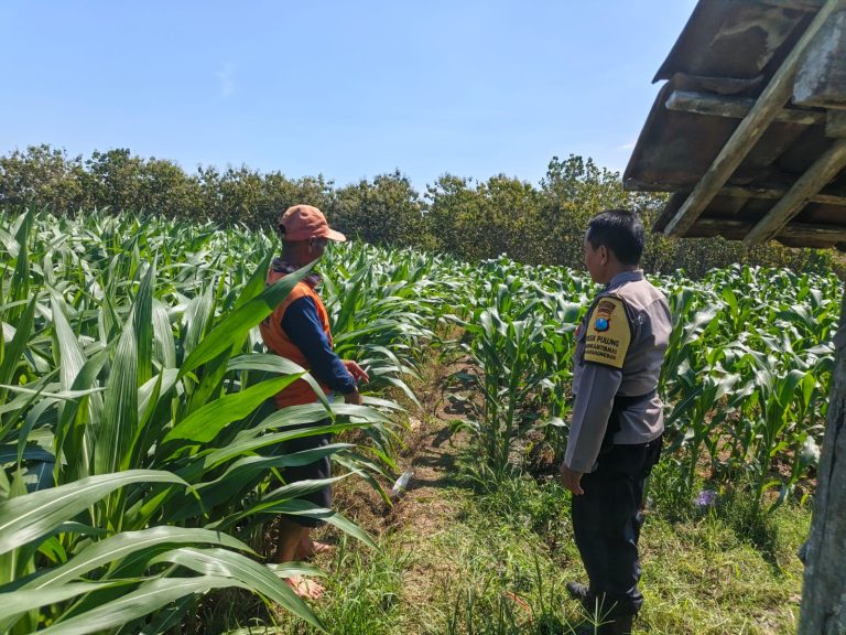 Bhabinkamtibmas Karangpatihan Perkuat Ketahanan Pangan Lewat Monitoring Jagung