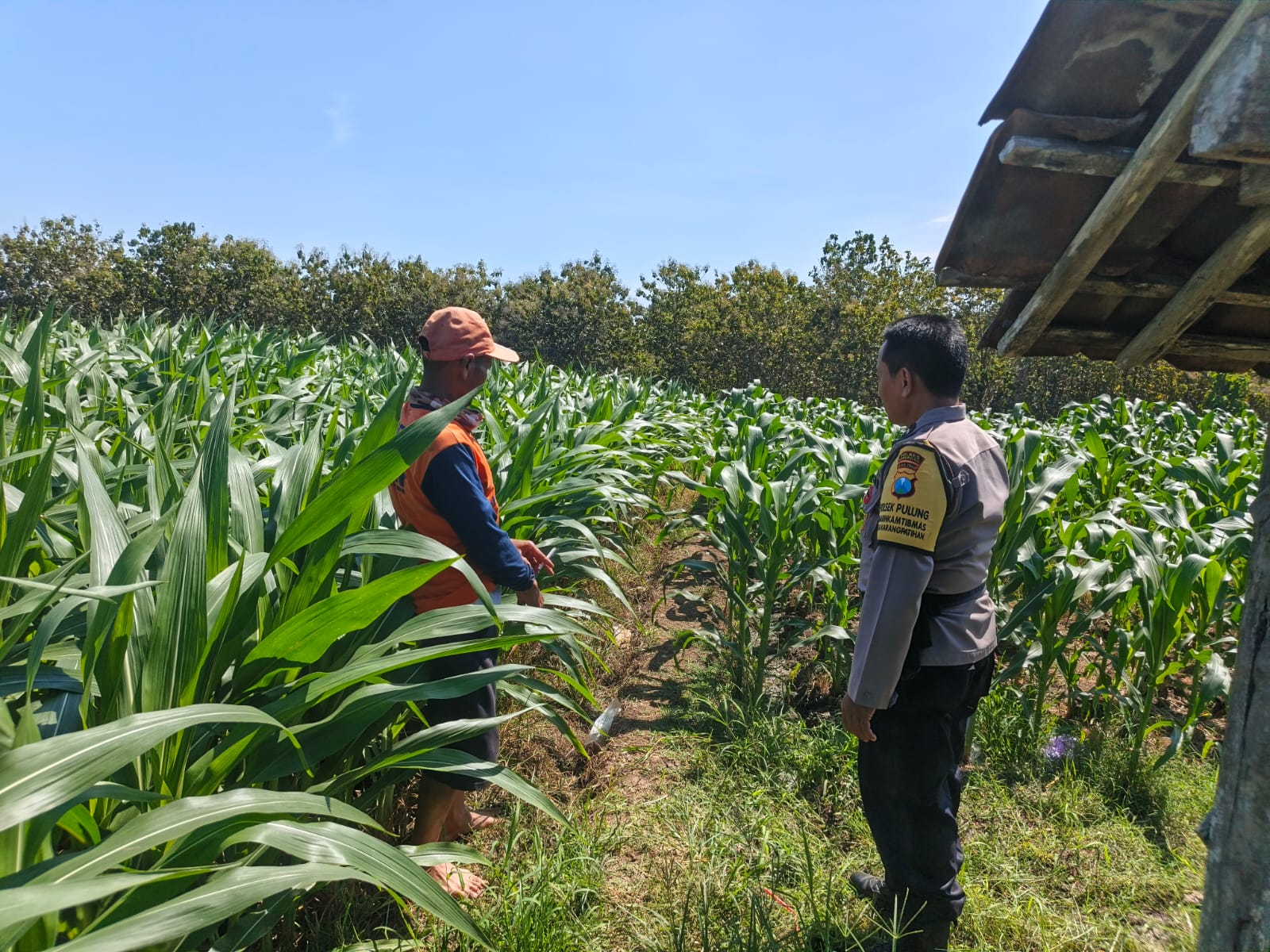 Bhabinkamtibmas Karangpatihan Perkuat Ketahanan Pangan Lewat Monitoring Jagung