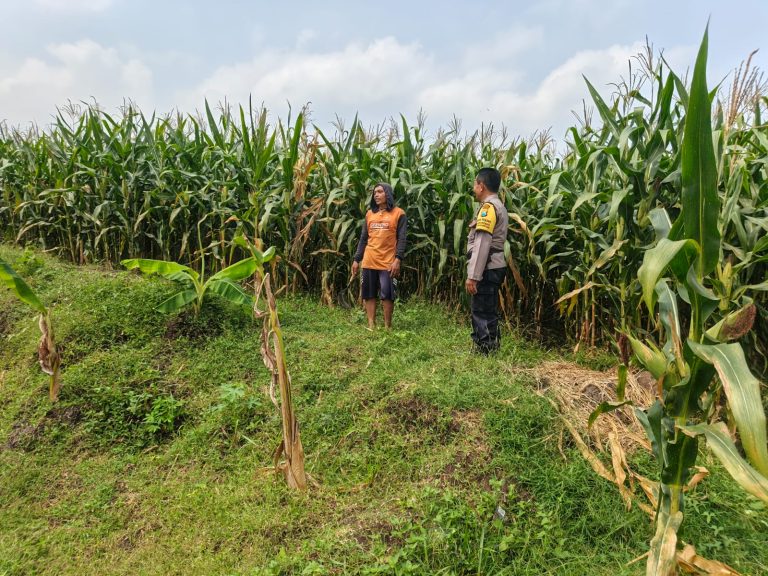 Monitoring Tanaman Jagung, Bhabinkamtibmas Karangpatihan Dukung Produktivitas Petani
