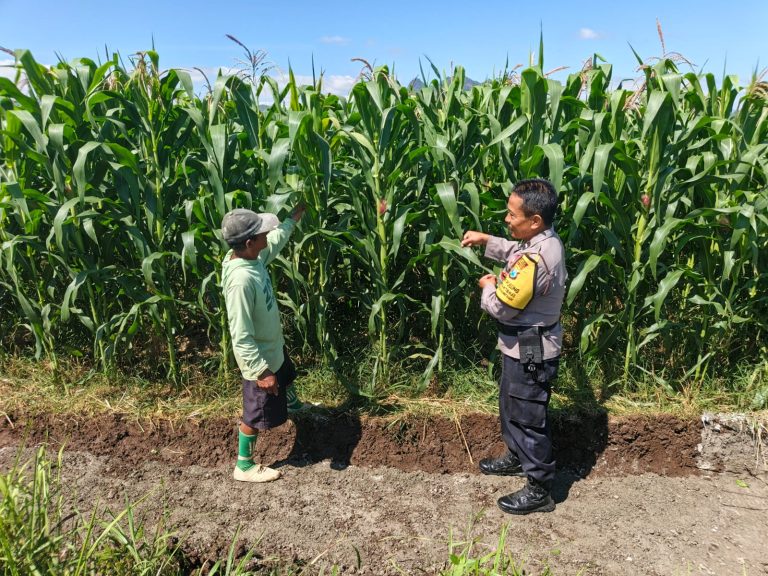 Bhabinkamtibmas Karangpatihan Pantau Lahan Jagung Demi Ketahanan Pangan
