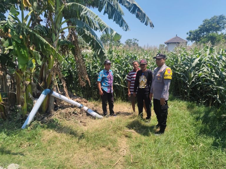 Bhabinkamtibmas Desa Sedah Pantau Lahan Jagung Warga, Wujud Nyata Dukungan Polri terhadap Ketahanan Pangan