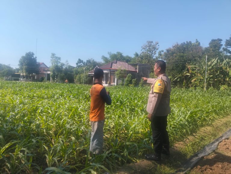 Polsek Sukorejo Dampingi Petani Jagung Pasca Panen, Wujud Dukungan Polri terhadap Ketahanan Pangan