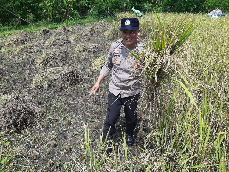 Bhabinkamtibmas Desa Jetis Hadir di Tengah Petani Saat Musim Panen