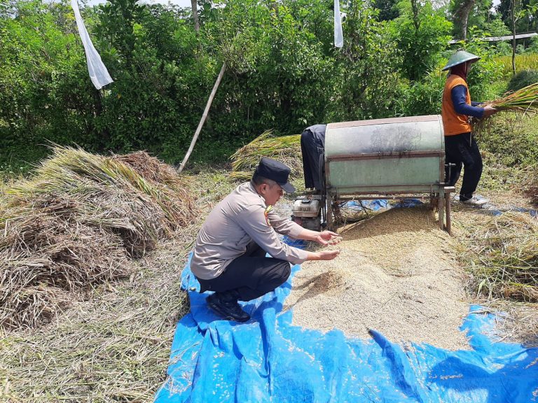 Bhabinkamtibmas Desa Jetis Monitoring Hasil Panen Padi Warga