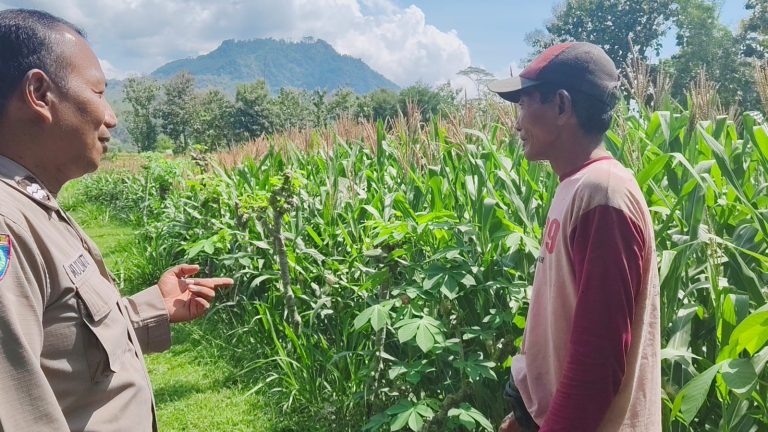 Bhabinkamtibmas Desa Sawoo Pantau Perkembangan Tanaman Jagung Warga