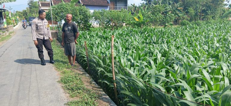Bhabinkamtibmas Desa Sawoo Sambangi Lahan Jagung Warga