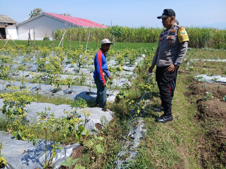 Bhabinkamtibmas Desa Sraten Turut Membantu Warga Panen Cabai