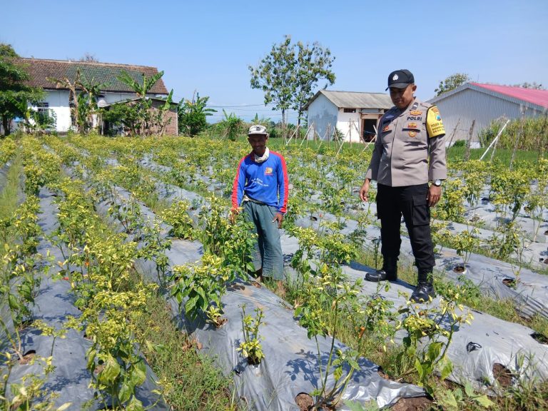Bhabinkamtibmas Desa Sraten Hadir di Tengah Petani Saat Panen Cabai