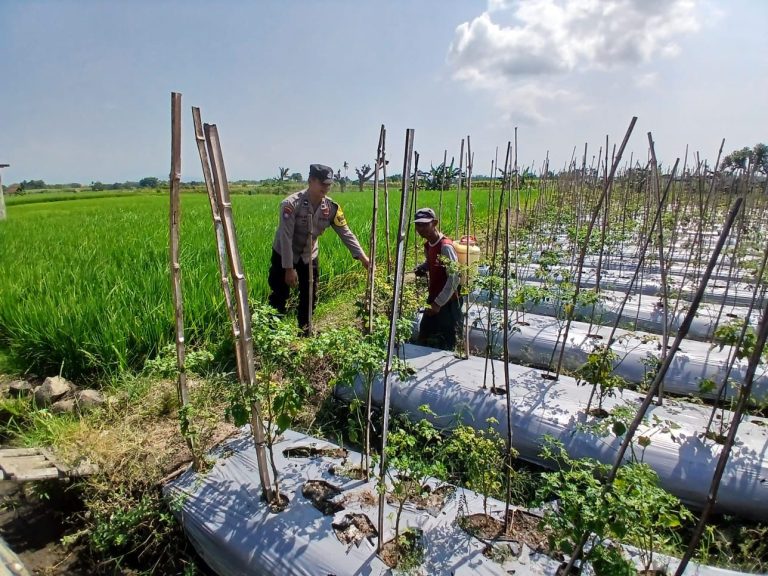 Bhabinkamtibmas Desa Jenangan Monitoring Tanaman Cabai Warga, Wujud Dukungan Polri terhadap Ketahanan Pangan