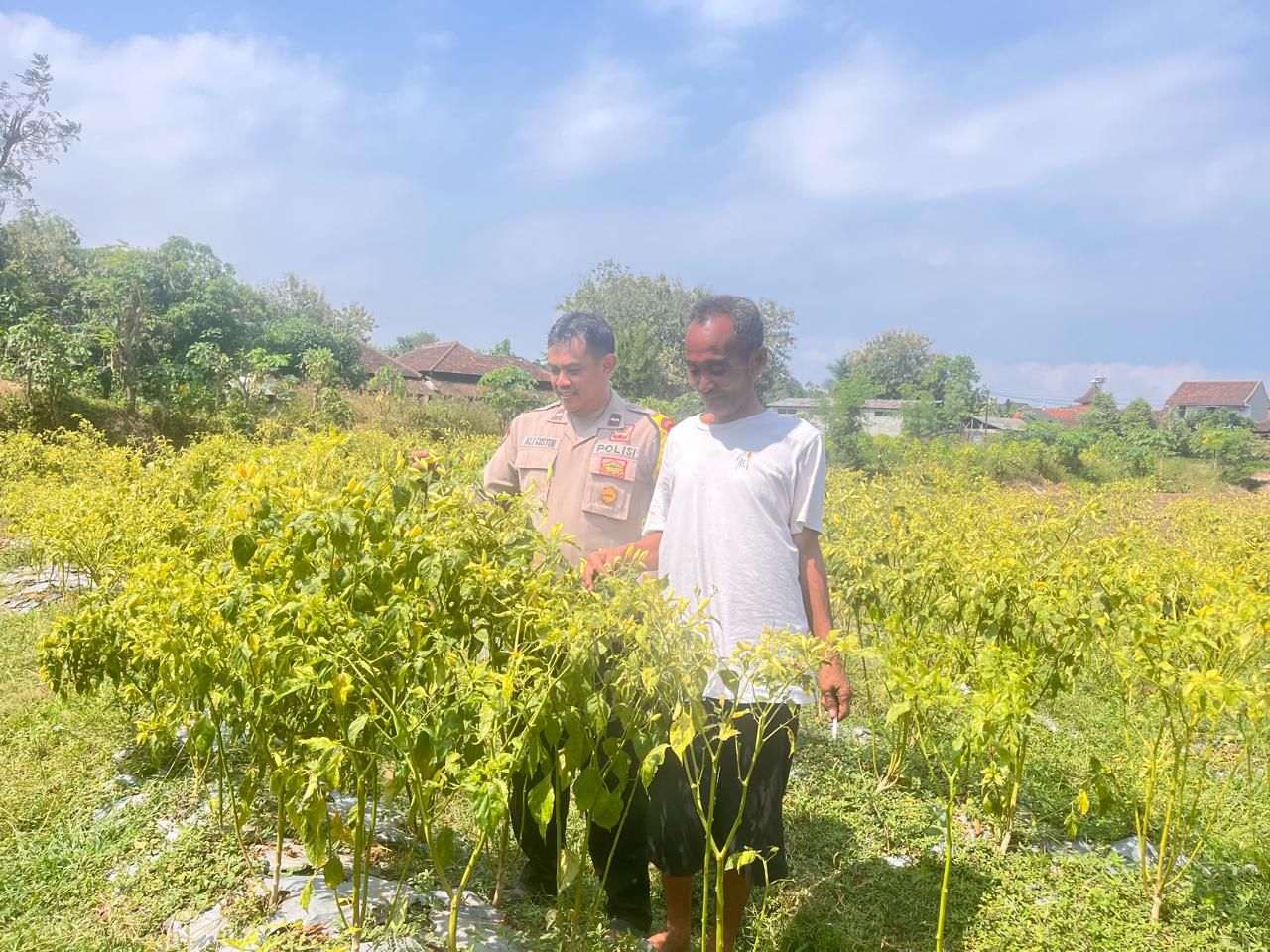 Bhabinkamtibmas Desa Plalangan Sambangi Petani Cabai Dukung Ketahanan Pangan