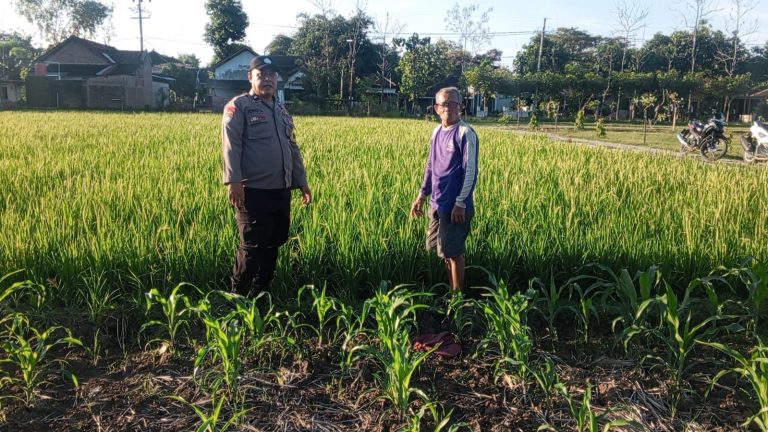 Bhabinkamtibmas Desa Gombang Monitoring Aktivitas Pertanian Warga di Lahan Persawahan