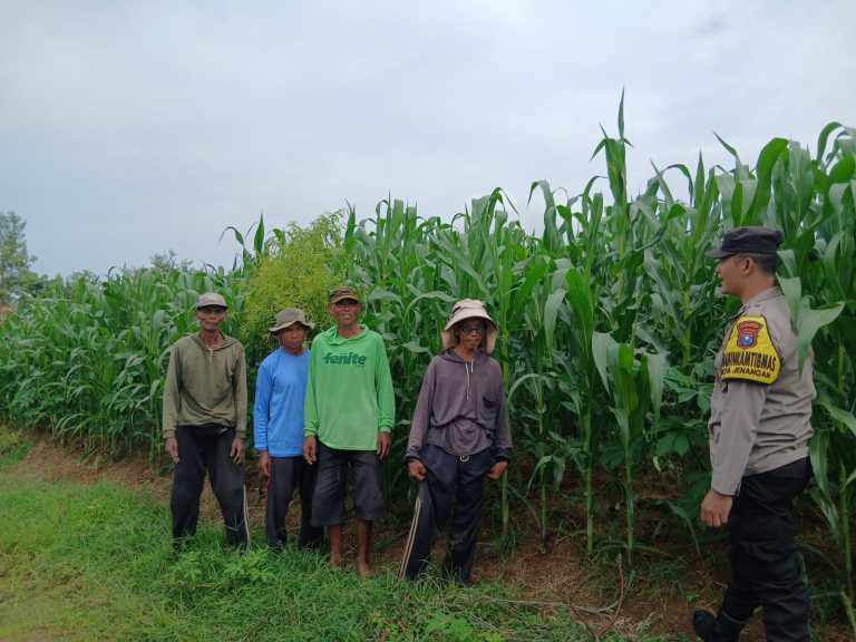 Bhabinkamtibmas Desa Jenangan Sambangi Petani Jagung, Perkuat Kemitraan dan Ketahanan Pangan