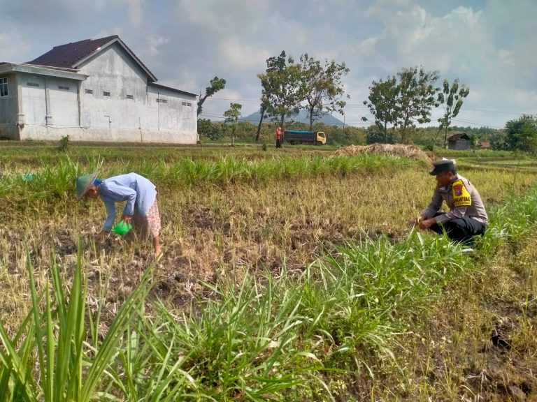 Bhabinkamtibmas Desa Nglurup Polsek Sampung Sambangi Petani di Area Persawahan