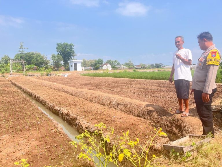 Bhabinkamtibmas Desa Plalangan Monitoring Aktivitas Petani di Area Persawahan