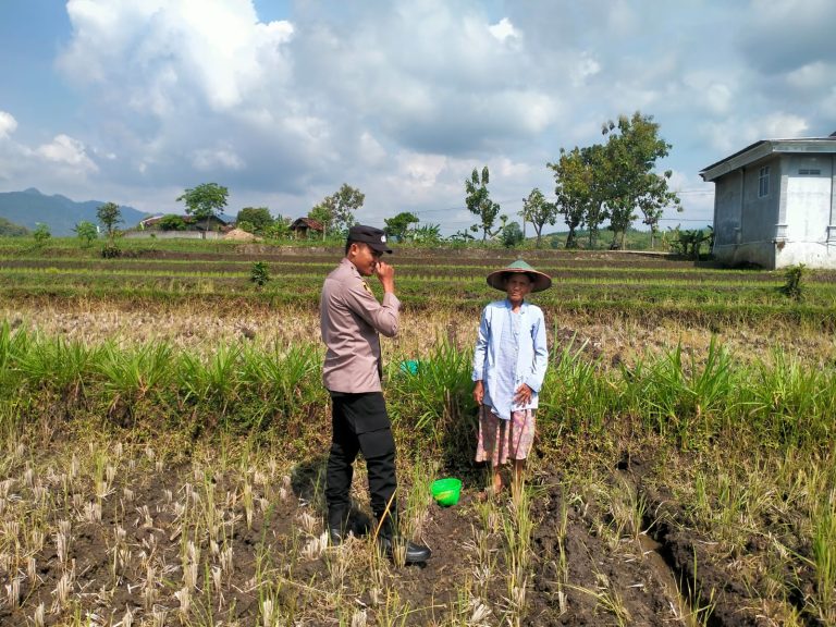 Bhabinkamtibmas Desa Nglurup Polsek Sampung Monitoring Tanaman Jagung Warga dalam Mendukung Swasembada Pangan