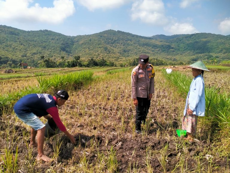 Bhabinkamtibmas Desa Nglurup Polsek Sampung Monitoring Penanaman Jagung Warga untuk Mendukung Swasembada Pangan