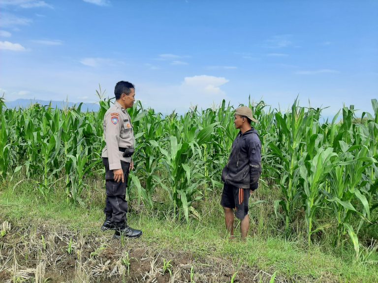 Bhabinkamtibmas Desa Karangpatihan Polsek Pulung Monitoring Tanaman Jagung Warga sebagai Upaya Mendukung Swasembada Pangan
